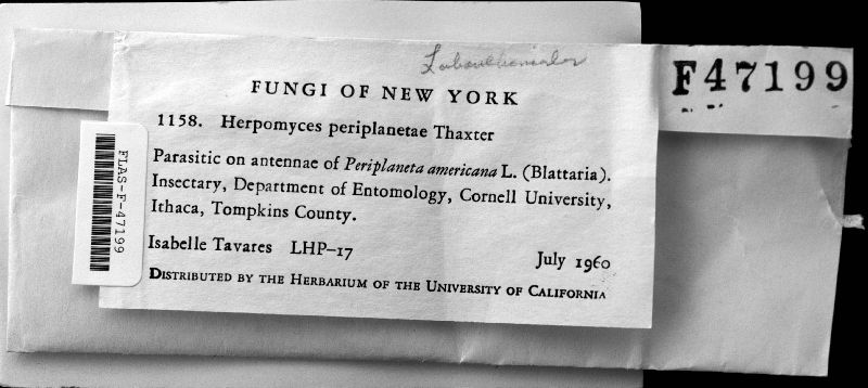 Herpomyces periplanetae image