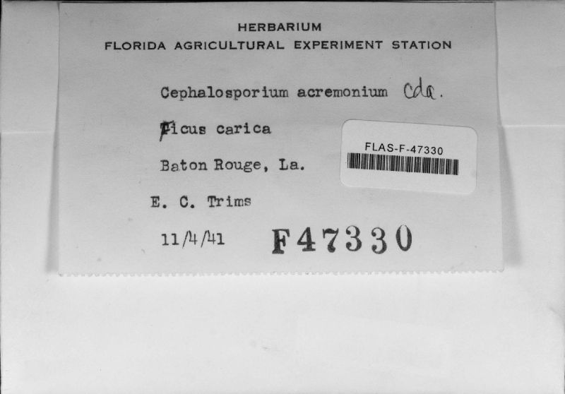 Sarocladium strictum image
