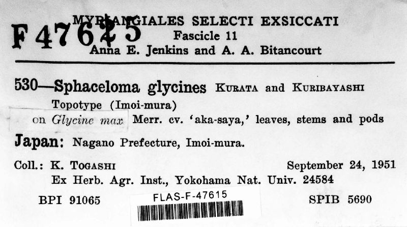 Sphaceloma glycines image