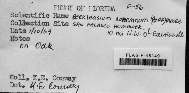 Berkleasmium concinnum image