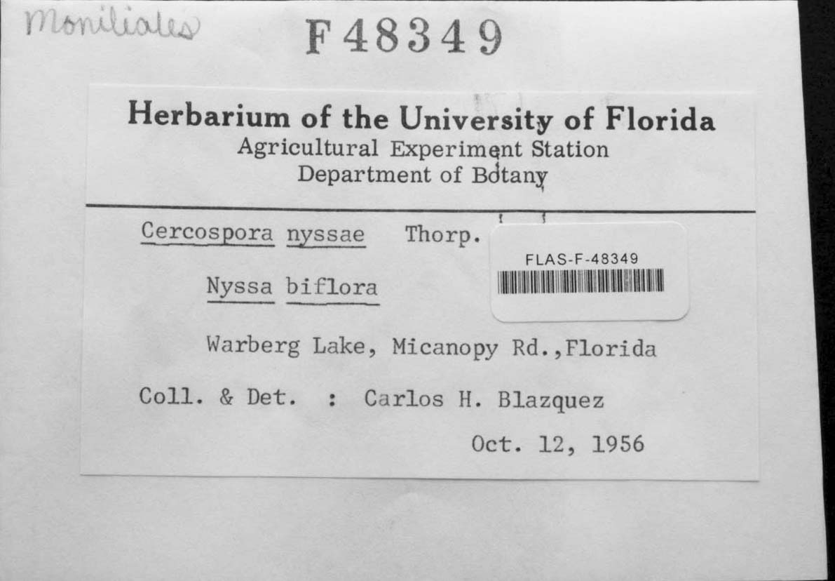 Cercospora nyssae image