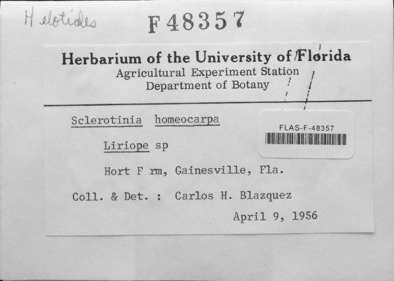 Sclerotinia homoeocarpa image