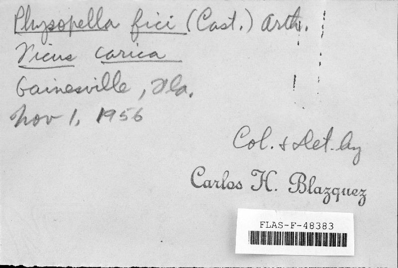 Cerotelium fici image