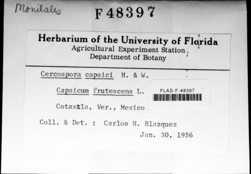 Cercospora capsici image