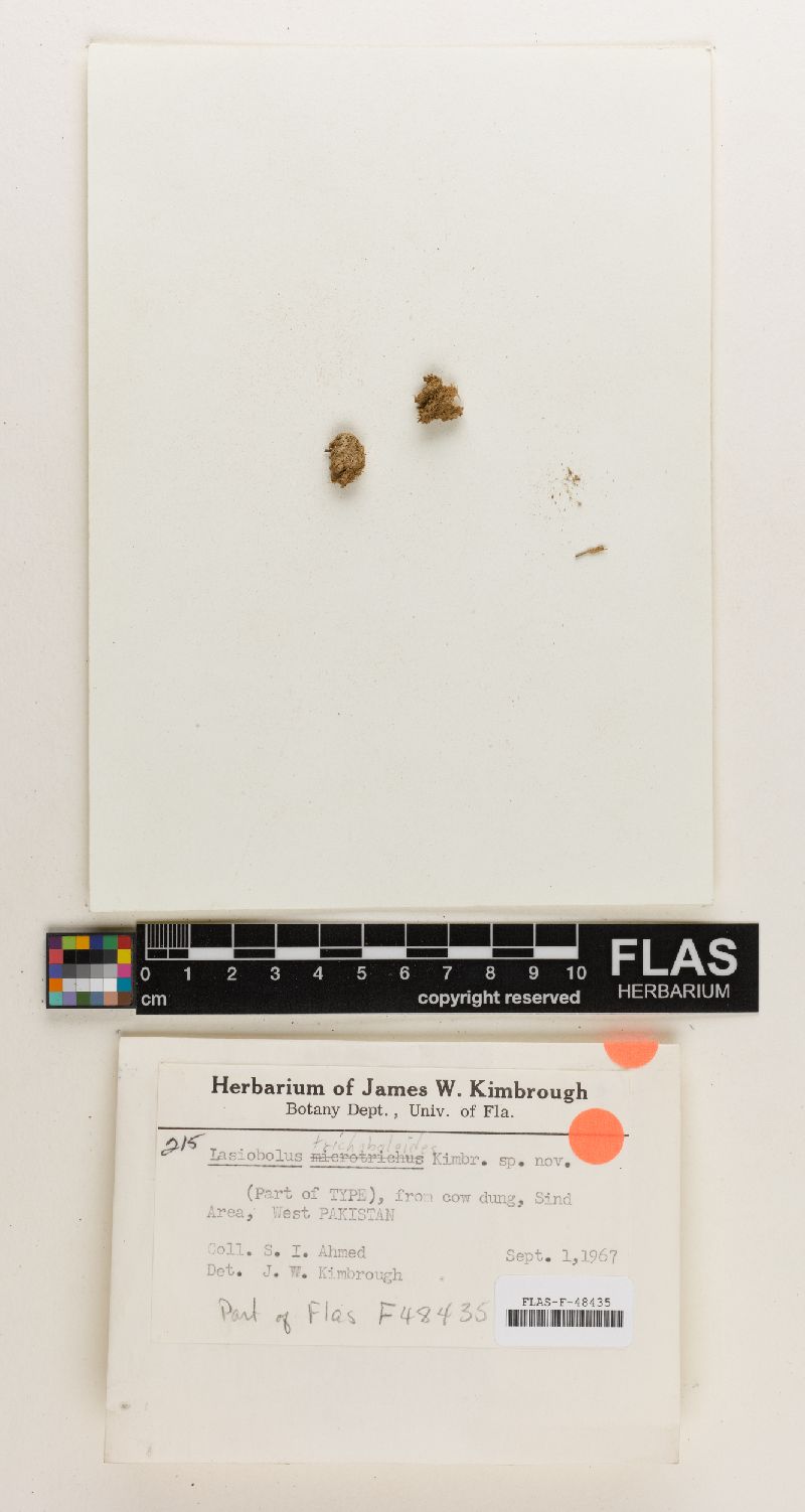 Lasiobolus trichoboloides image