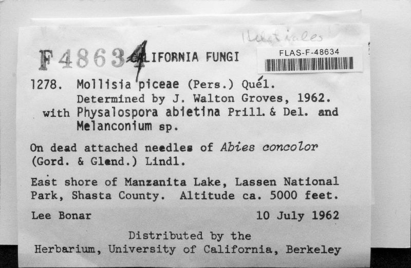 Mollisia piceae image