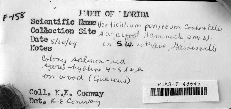 Verticillium puniceum image
