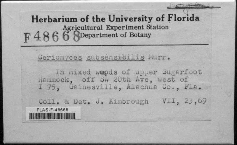 Ceriomyces subsensibilis image