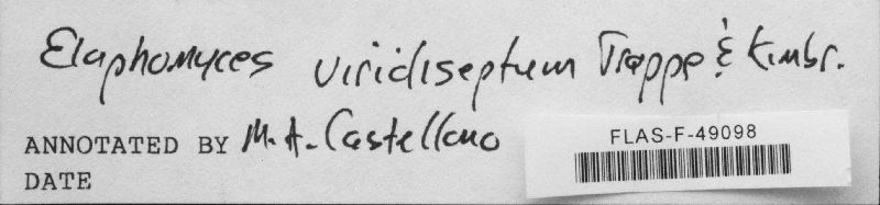 Elaphomyces viridiseptum image