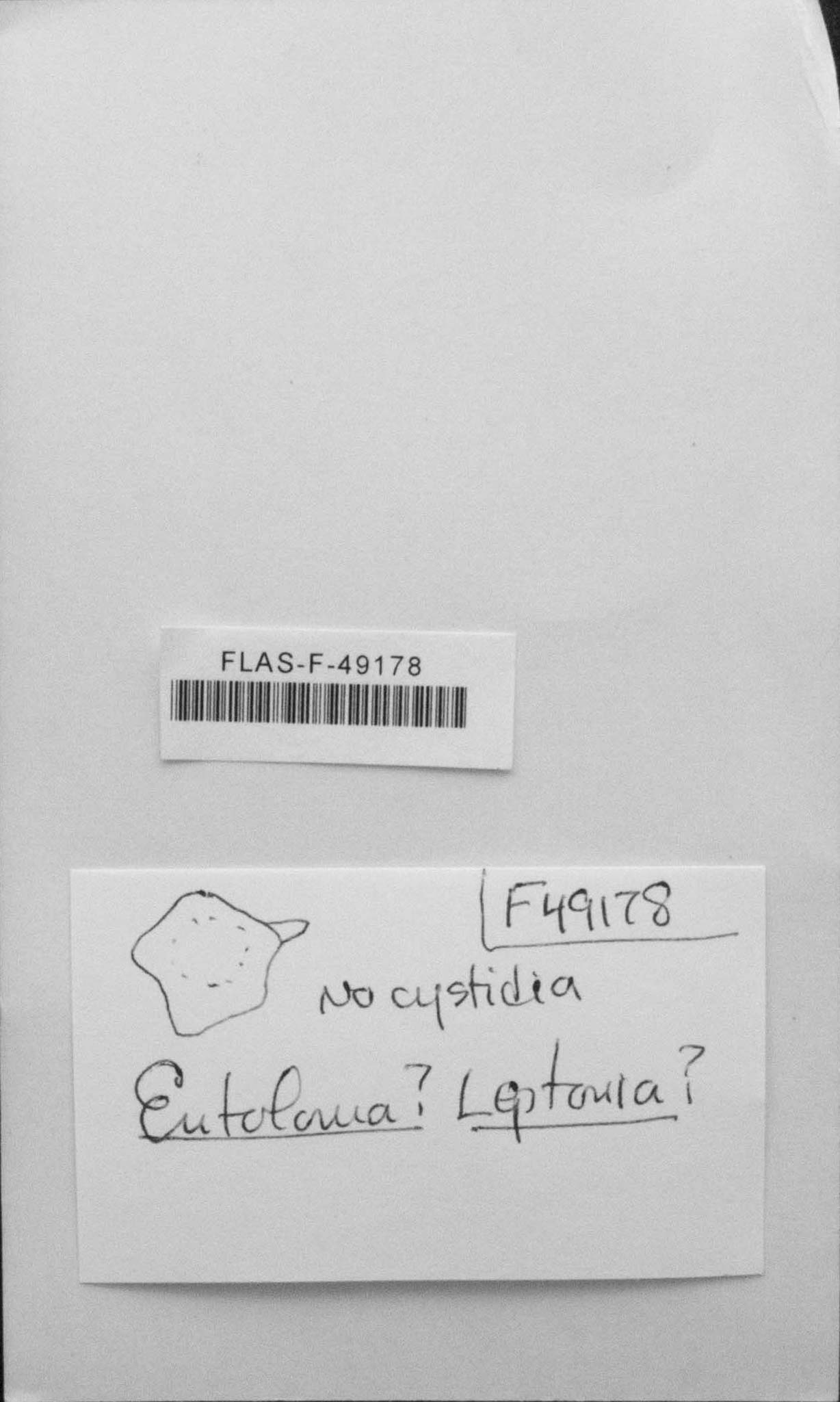 Inocybe subprominens image