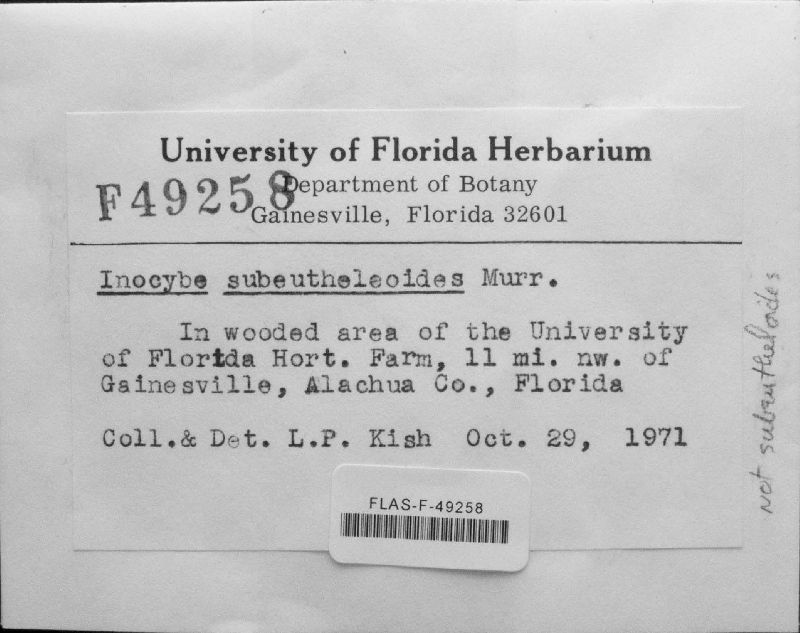 Inocybe subeutheloides image