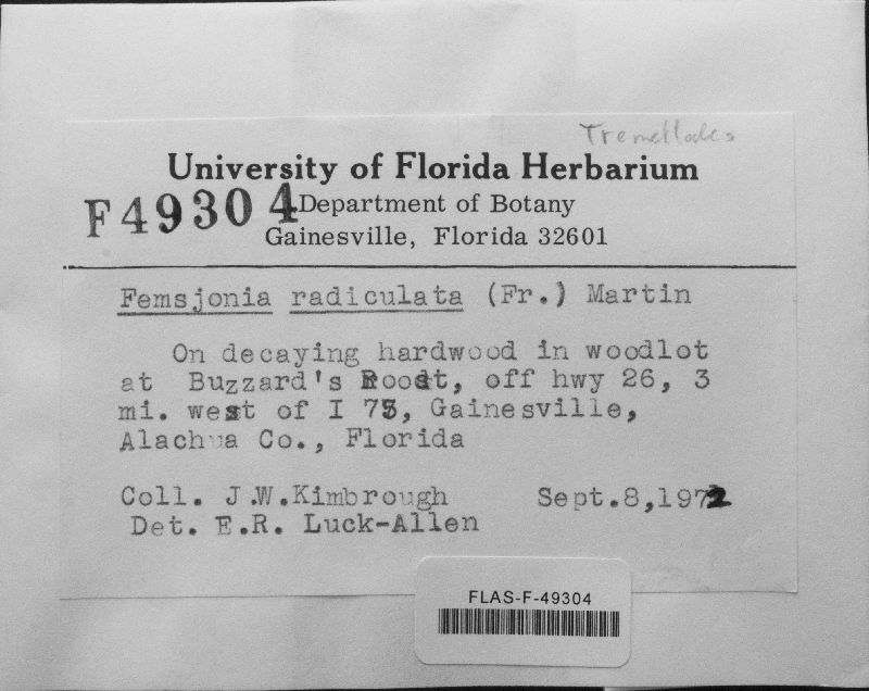 Femsjonia radiculata image