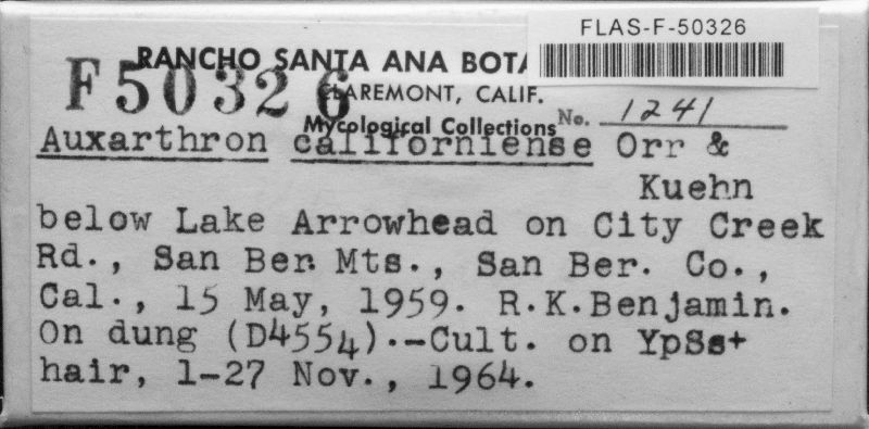 Auxarthron californiense image
