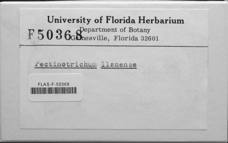 Pectinotrichum llanense image