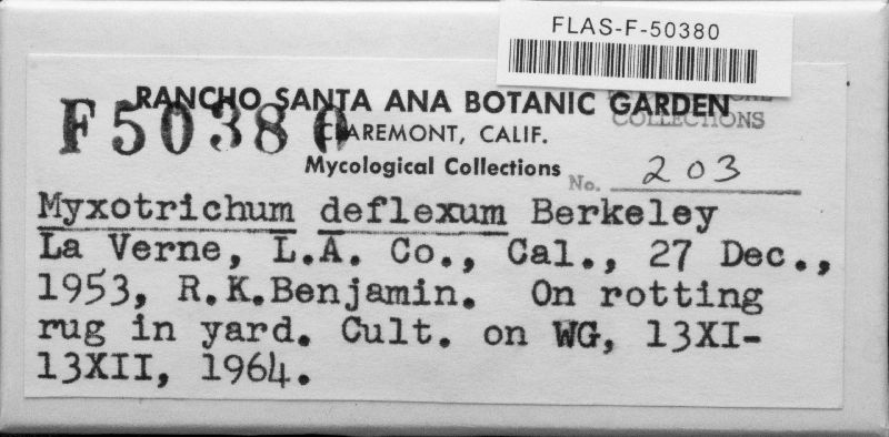 Myxotrichum deflexum image