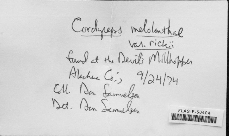 Cordyceps melolonthae image