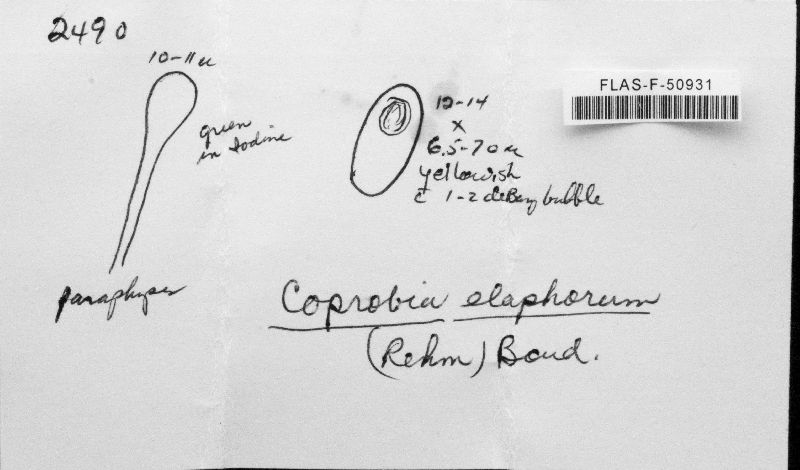 Coprobia elaphorum image