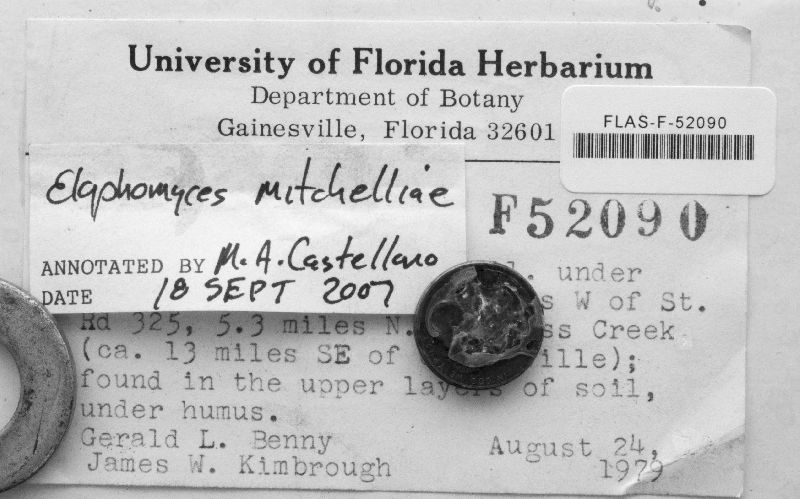 Elaphomyces mitchelliae image