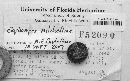 Elaphomyces mitchelliae image