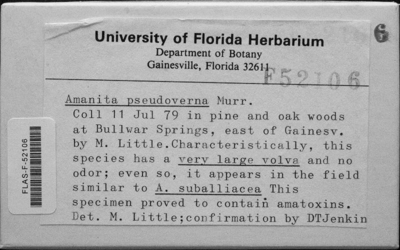 Amanita pseudoverna image