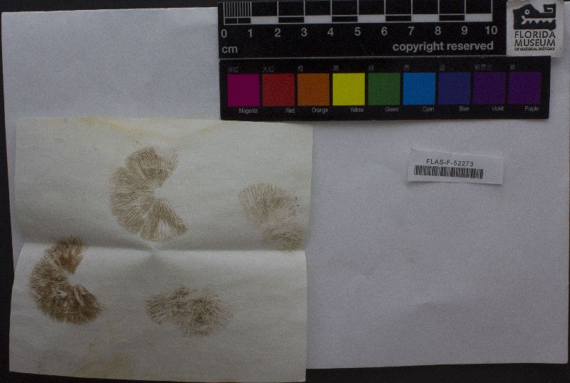Conocybe crispa image