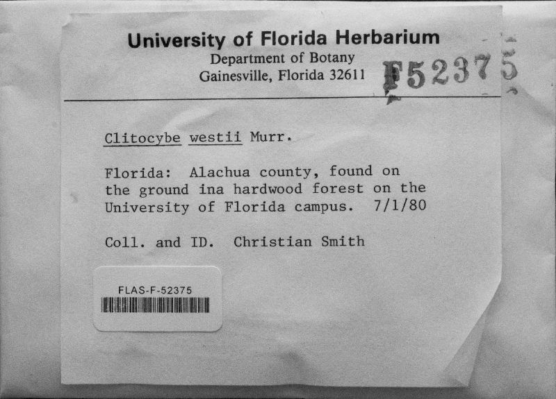 Clitocybe westii image