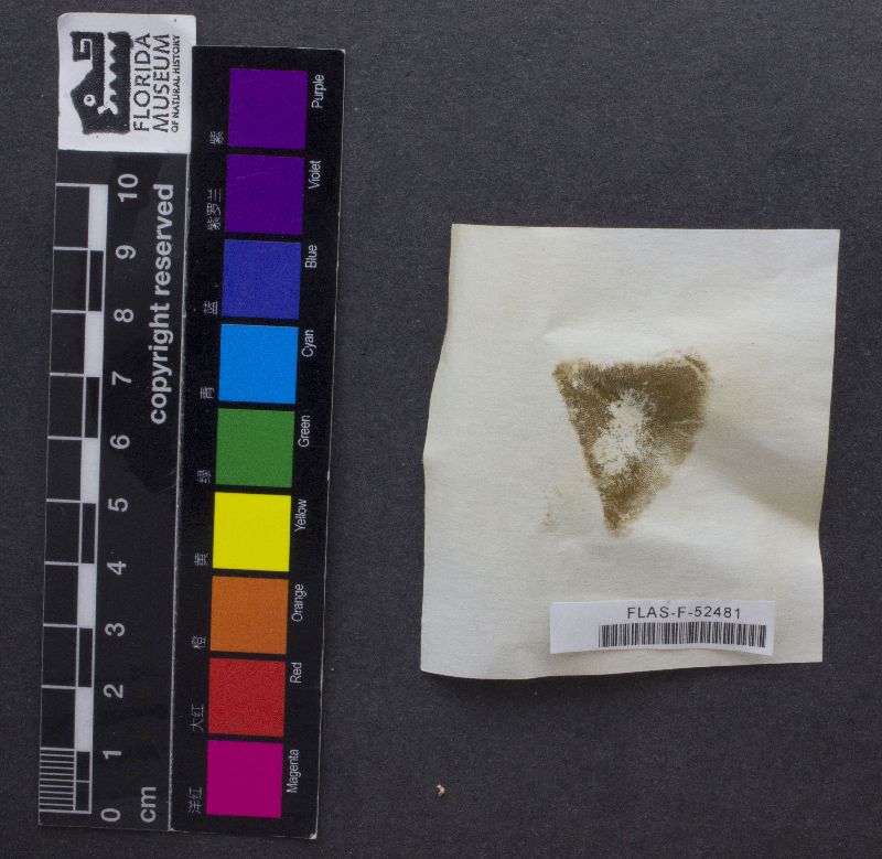 Ceriomyces luridellus image