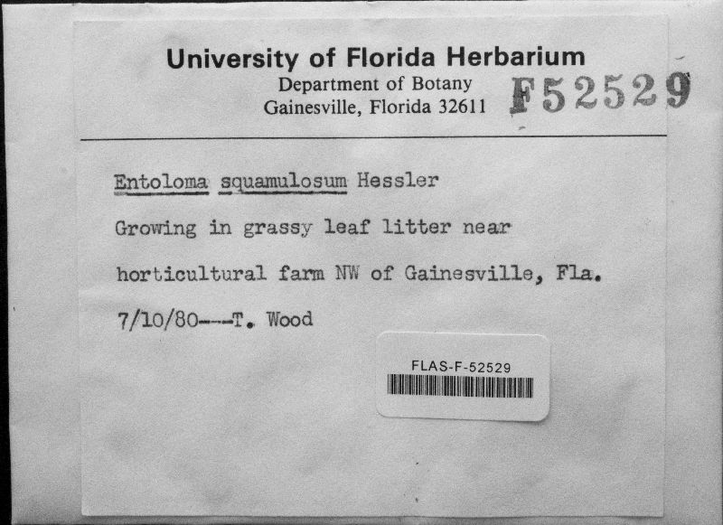 Entoloma squamulosum image