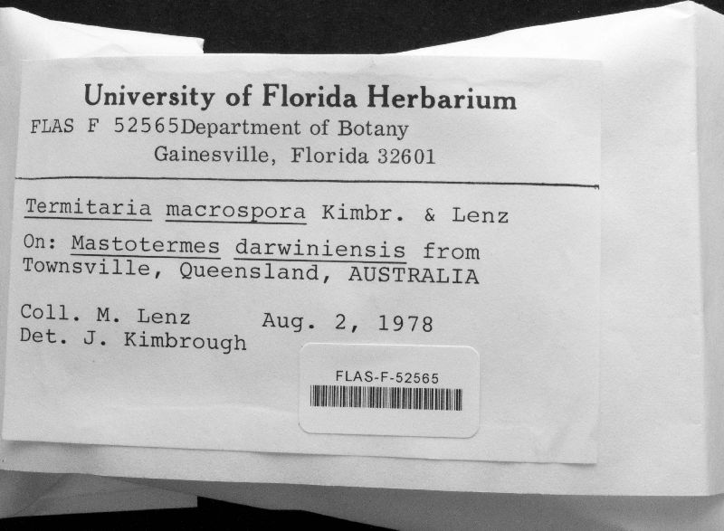Termitaria macrospora image