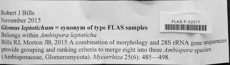 Ambispora leptoticha image