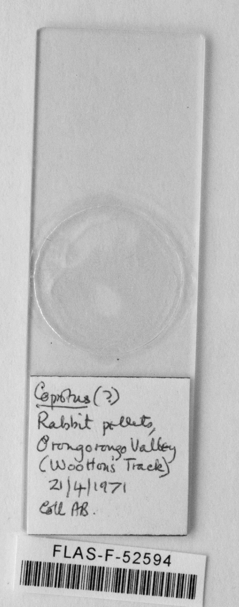 Coprotus leucopocillum image