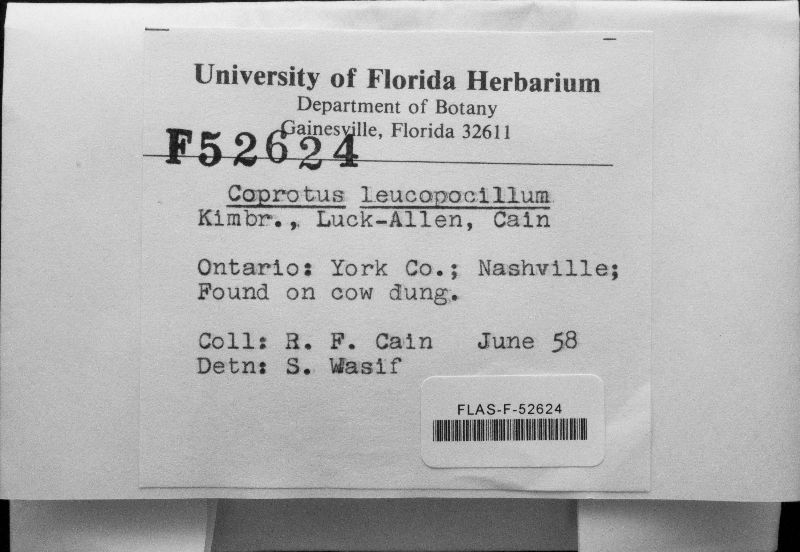 Coprotus leucopocillum image