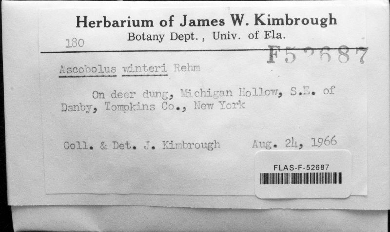 Ascobolus winteri image