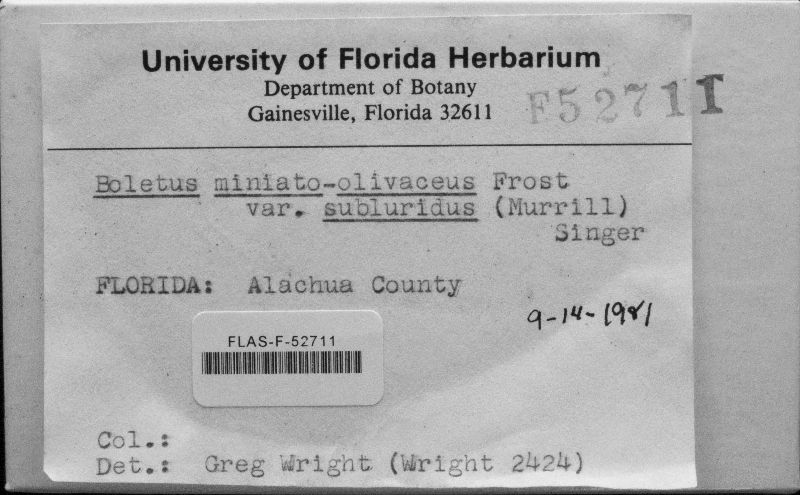 Boletus miniato-olivaceus var. subluridus image