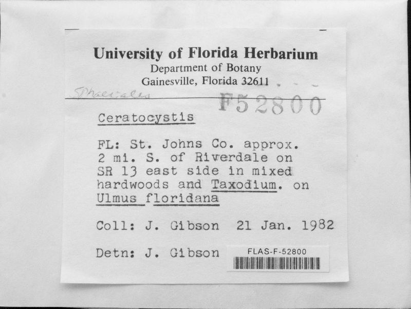 Ceratocystidaceae image