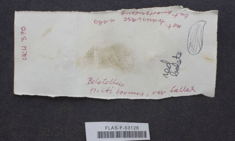 Boletellus pictiformis var. fallax image