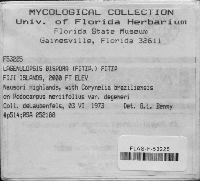 Coryneliaceae image