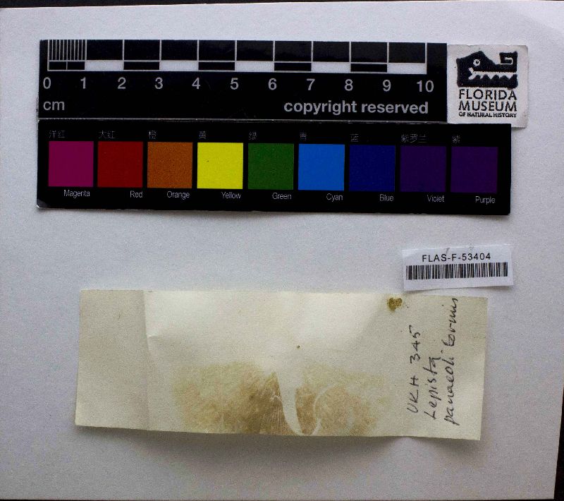 Lepista panaeoliformis image