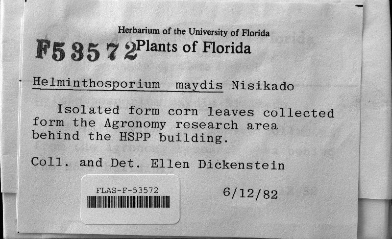 Helminthosporium image