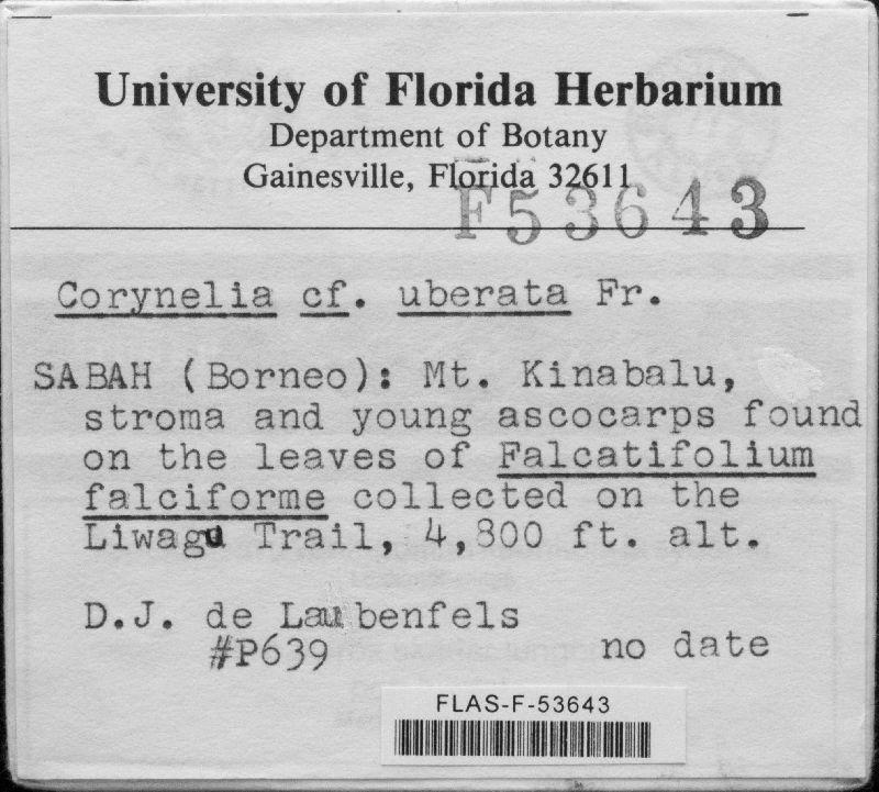Coryneliaceae image