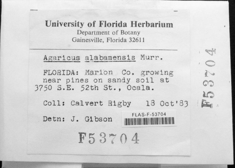 Agaricus alabamensis image