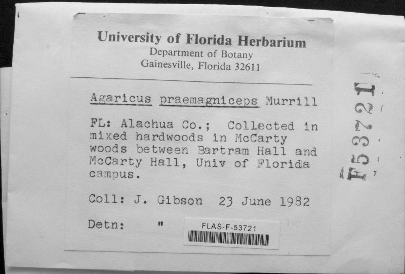 Agaricus praemagniceps image