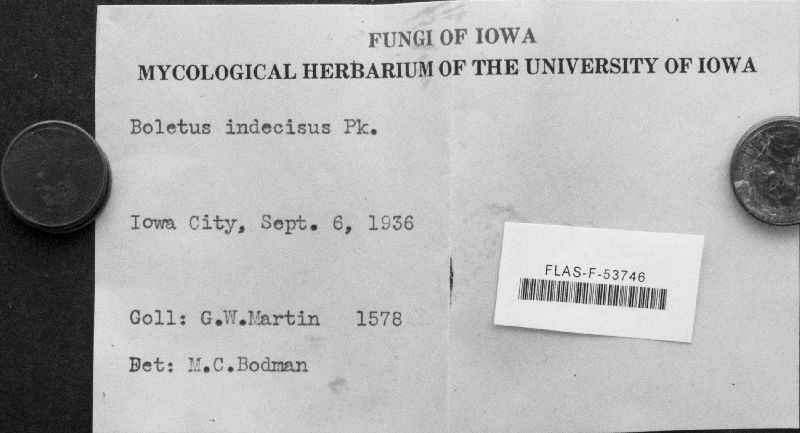 Boletus indecisus image
