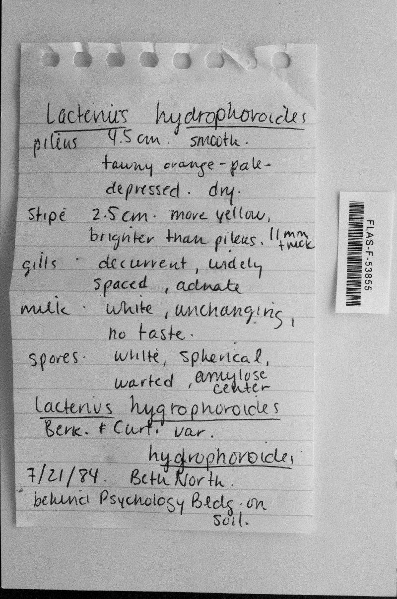 Lactarius hygrophoroides var. hygrophoroides image