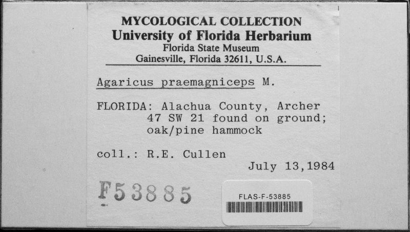 Agaricus praemagniceps image