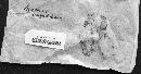 Mycena amygdalina image