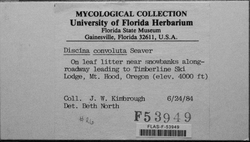 Discina convoluta image