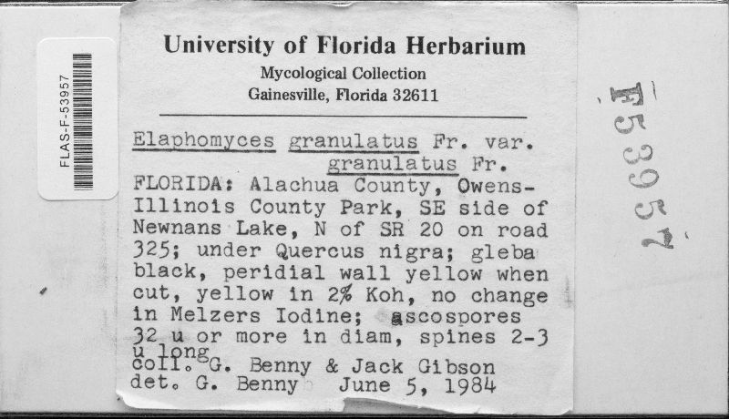 Elaphomyces spinoreticulatus image
