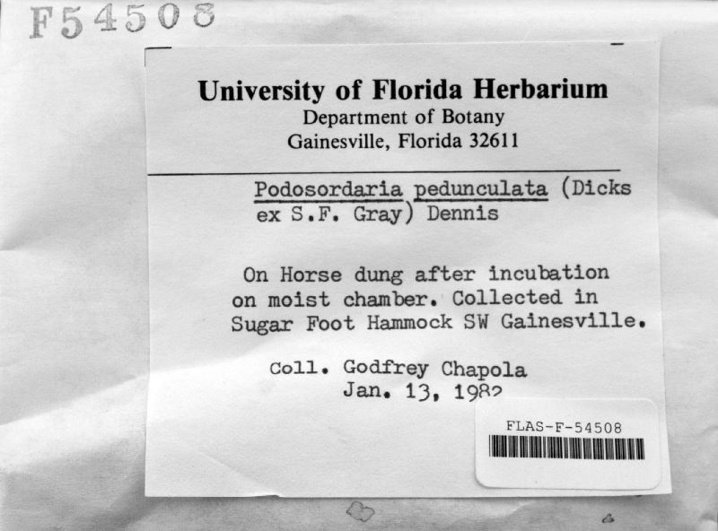 Podosordaria pedunculata image