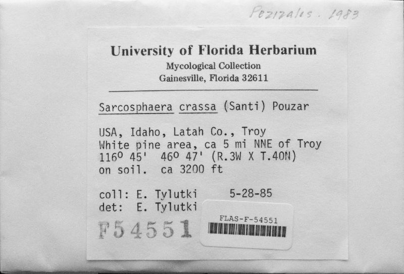 Sarcosphaera crassa image